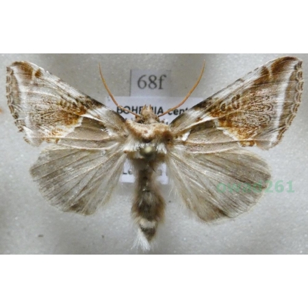 Habrosyne pyritoides (Hufnagel, 1766) Pluszówka agatka Czech68f